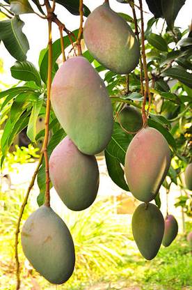 PETALFLEUR Mango Plant