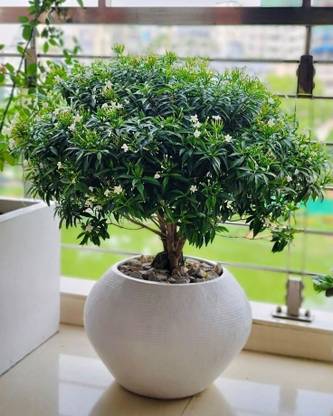 Nandyarvattam Crape Jasmine Plant