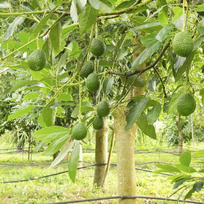 Cloud Farm Avocado Plant