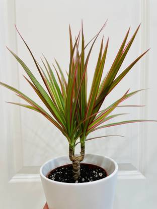 Cloud Farm Dracaena Plant