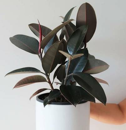 S SIKDER STORE Rubber Tree