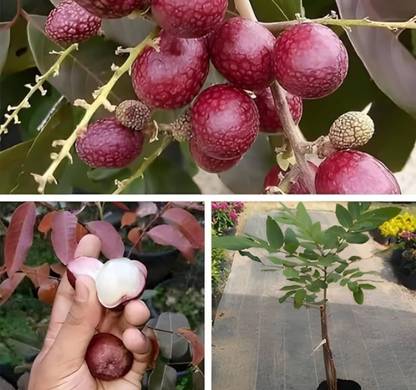 LivePlant Ruby Longan Plant