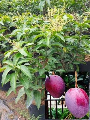 SINGLE BOY PLANT Mango Plant