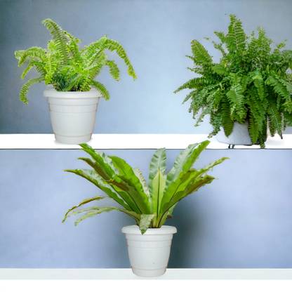 Agridise Bird Nest Fern, Boston Fern, Fern Plant