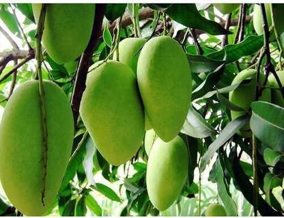 amrapali Mango Plant