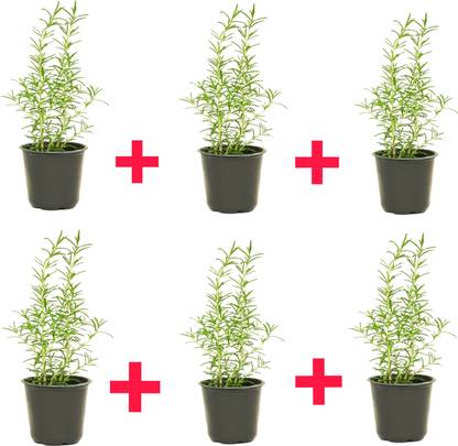 sspykrts Rosemary Herb Plant