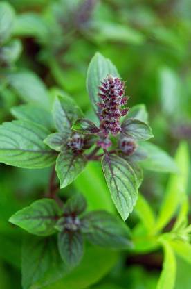Platone Basil Plant