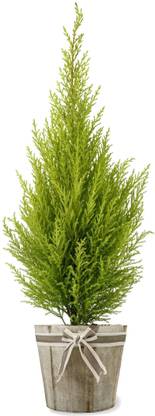 Cloud Farm Christmas Tree Plant