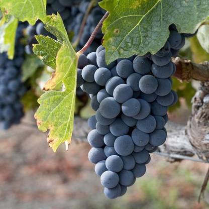 Koshu grapes Grape Plant