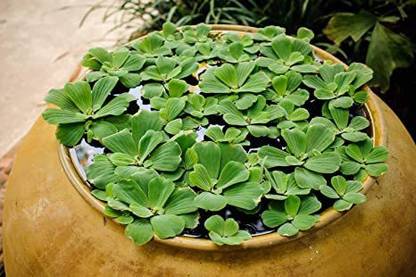 sealok Water Cabbage Seed