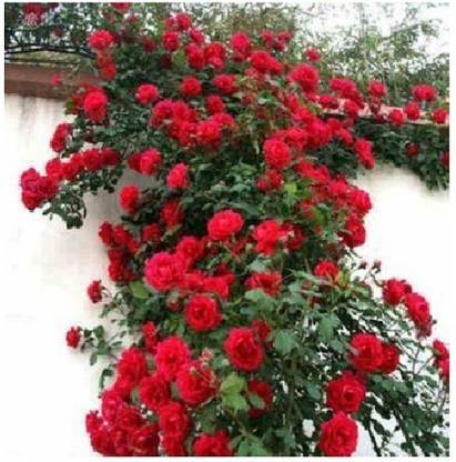 Grinian Rose Plant