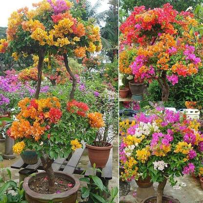 KS TRADERS Baugainvillea Plant