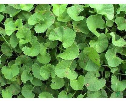 growcity Centella Plant