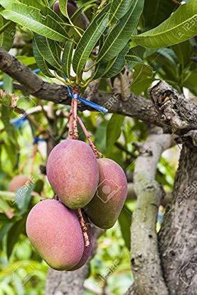 JAZEERA Mango Plant