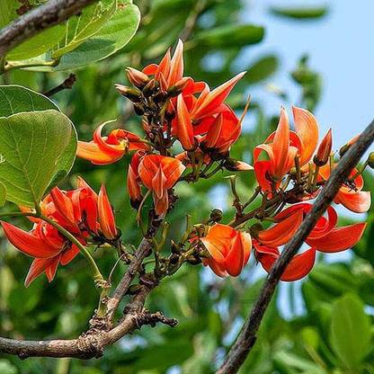 Gardeners Choice Palas Tree Plant