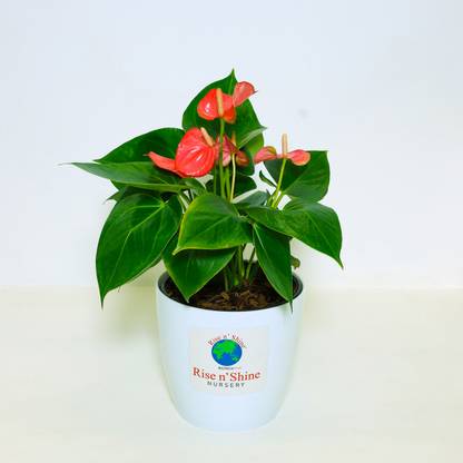 Risenshine Anthurium Plant