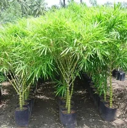 SAYANTIKA NURSERY Two Layer Bamboo Plant