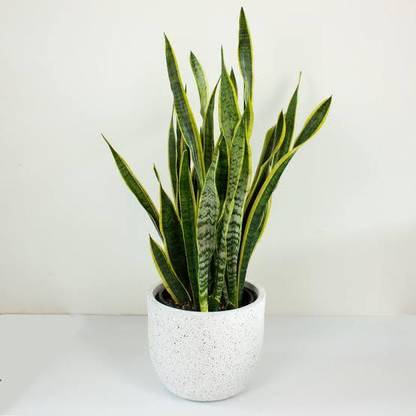 PROGOTI BOTANY Snake Plant