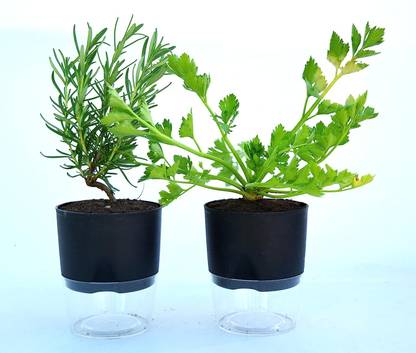 India Gardening Parsley Herb Plant