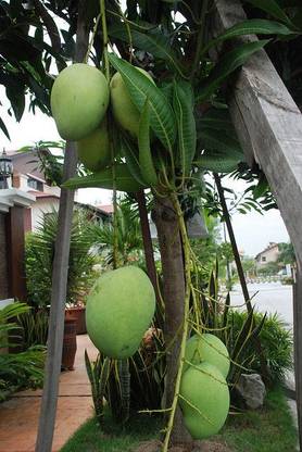 minatigreenhouse Mango Plant