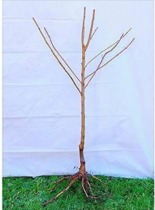 Loveri Pear Plant