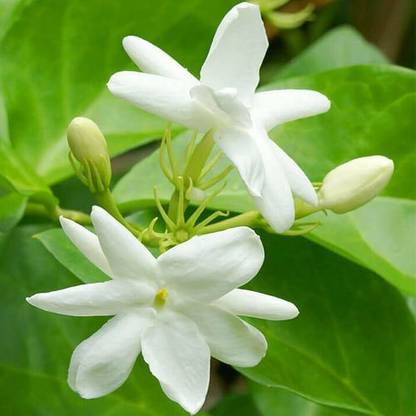 Cloud Forest Jasmine Plant