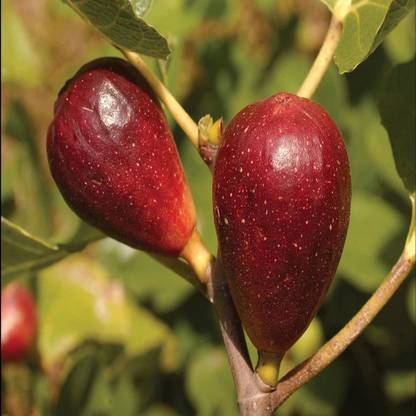 Cloud Farm Gular/Cluster Fig Plant