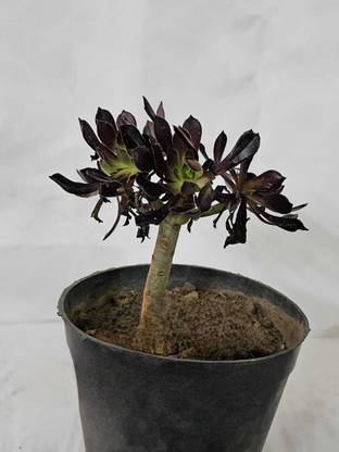 udyaan Aeonium Castello-Paivae Plant
