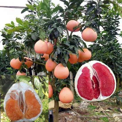 KUNUBON Lemon Plant