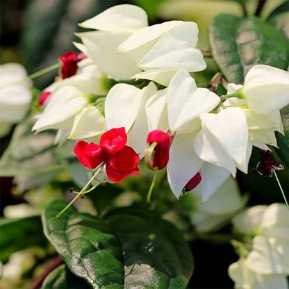 hjg Heart Hoya Plant