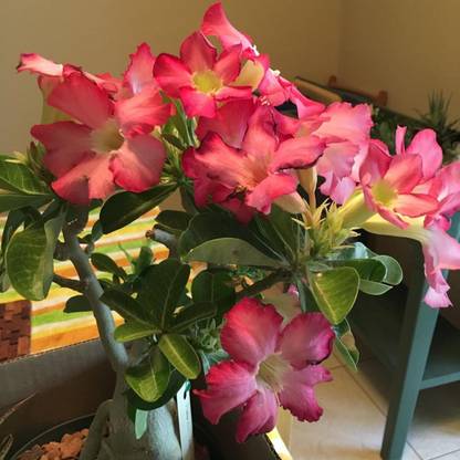MagicQueen Adenium Plant