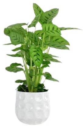 ashokavanam Calathea Leopardina Plant