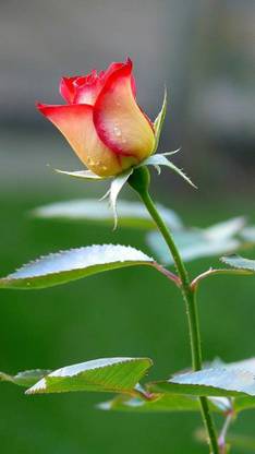 Live World Rose Plant