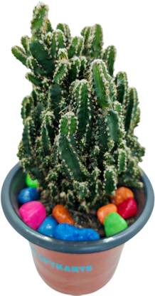 SPYPL Cactus Opuntia Microdasys Plant