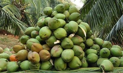 Kera Sankara Coconut Plant