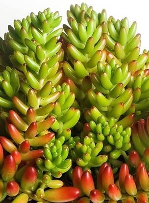 Tha live root Jelly Bean Plant