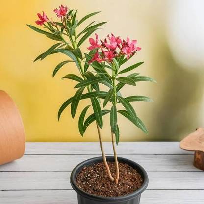 KAKALINURSERY Oleander Plant