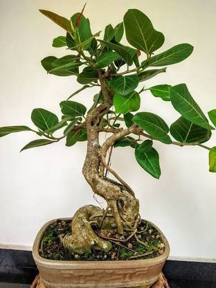 ARYAN EVERGREEN Ficus Bonsai Plant