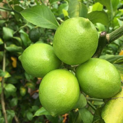 Corofitam Lemon Plant