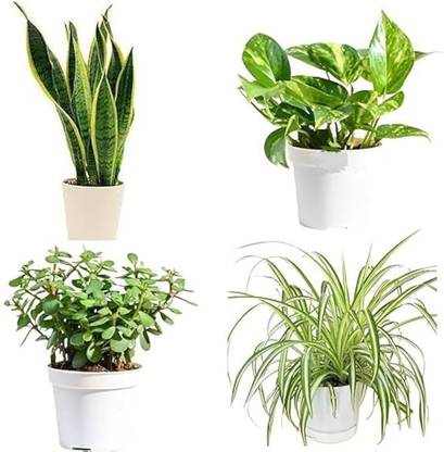 priyashitaNursery Money Plant, Snake Plant, Spider Plant, Jade Plant