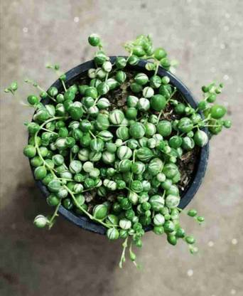 Amazing Gurden String pearls String of Pearls