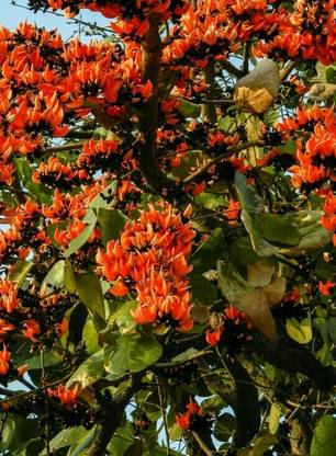 Greenery Nursery Palas Tree Plant