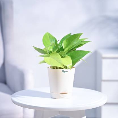 UGAOO Golden Money Plant