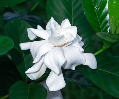 Greenery Nursery Gummy Gardenia Plant