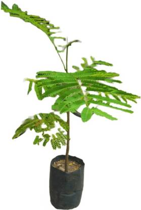 Shiv-Shakti Group Gular/Cluster Fig Plant