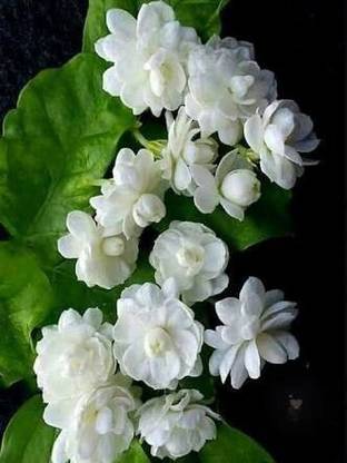 Cloud Farm Mogra Flowering Plant
