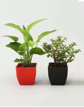 GreenBits Money Plant
