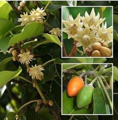 jarr Mimosa pudica Plant