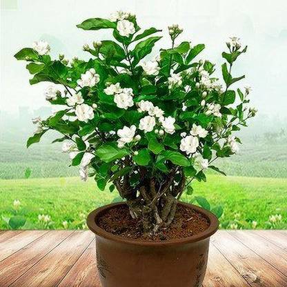 Cloud Farm Jasmine Plant