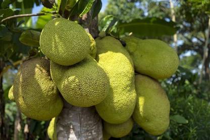 KRISHNA Jack Fruit Plant